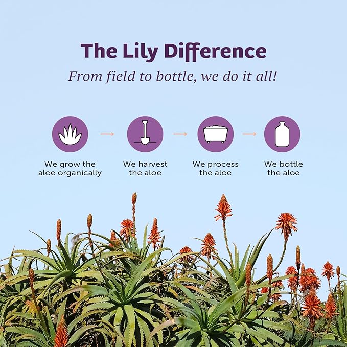 Lily Of The Desert Gelly Moisturizer - 99% Organic Aloe Vera Gel for Skin, After Sun Care with Aloe, Vitamin E Oil, and Vitamin C for Sunburn Relief, 4 Fl Oz